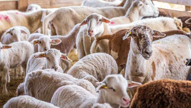 Ilustrasi contoh banner jualan hewan kurban. Foto: Pexels