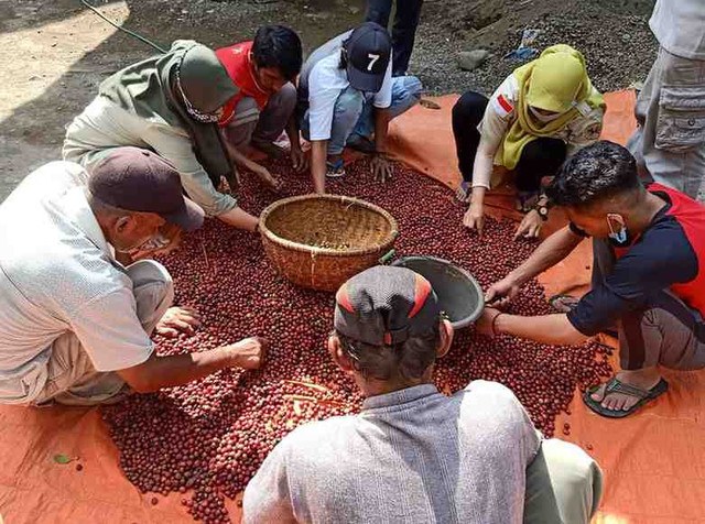 Kopi Nusantara yang makin diminati pasar global 