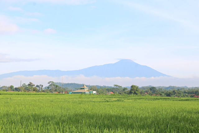 Ilustrasi Tujuan Utama dari Revolusi Hijau adalah, Foto:Unsplash/Mufid Majnun