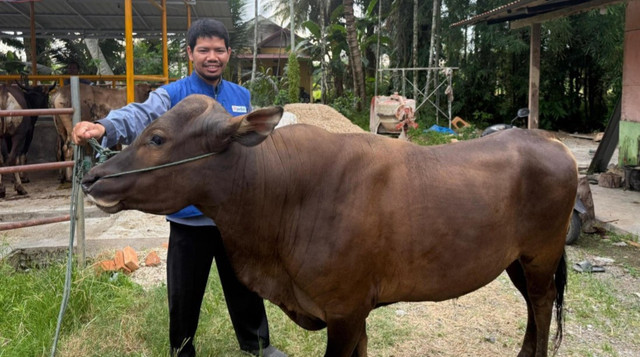 Peninjauan Kesehatan dan Harga Sapi di Tiku, Sumatera Barat (Sumber : DT Peduli)