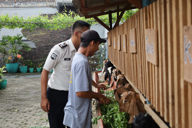 Pembinaan Produktif, Warga Binaan Lapas Mojokerto Rawat Kambing dan Jaga Kebersihan Lingkungan(Foto:HumasLapasMoker)