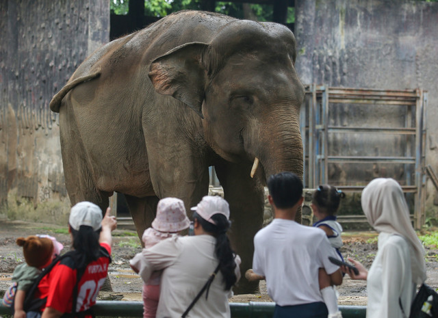 Pengunjung melihat gajah saat liburan di Taman Margasatwa Ragunan, Jakarta, Jumat (1/5/2026).  Foto: Muhammad Iqbal/ANTARA FOTO