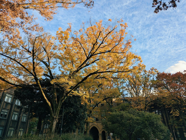 ilustrasi menurut pendapat kalian mengapa pohon di lingkungan sekolah sering disebut sebagai paru-paru sekolah?. Unsplash/notethanun