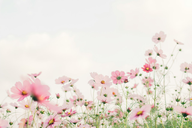 Ilustrasi bunga dan kehidupan. Foto: Unsplash