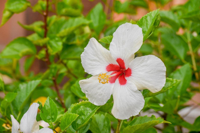 Ilustrasi bunga. Foto: Pixabay