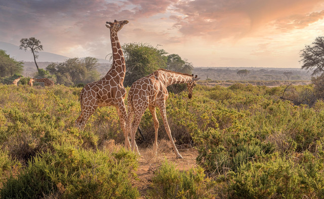 Ilustrasi Cagar Alam. Foto: Pixabay