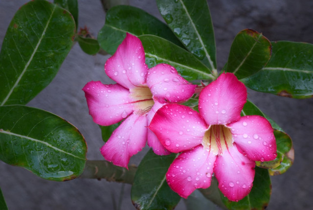 Ilustrasi jelaskan langkah pembibitan adenium, foto: Unsplash/stephan hinni