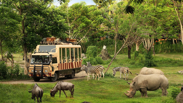 Safari Journey Taman Safari Indonesia. Foto: Taman Safari Indonesia