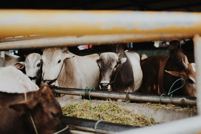 Ilustrasi Sapi Kurban Idul Adha. Foto oleh Alwi Hafizh Al Mumtaz dari Pexels: https://www.pexels.com/id-id/foto/hewan-binatang-fauna-pedesaan-4840958/