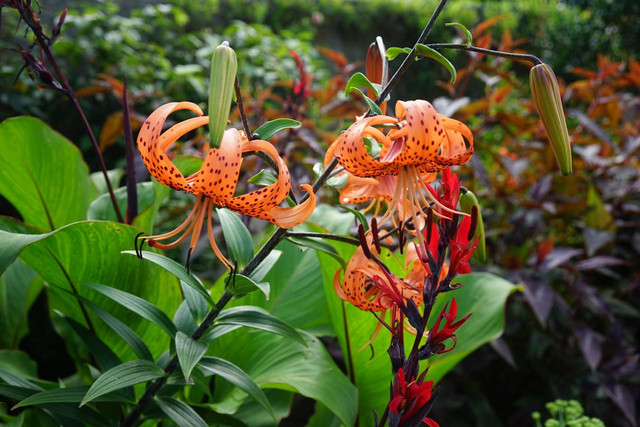 Ilustrasi flora endemik. Foto: Freepik