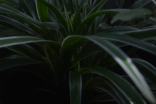 Ilustrasi Kingdom Plantae adalah, Foto:Unsplash/Mahen Rin