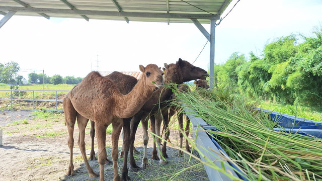 Pemilik Berkah Wafa Farm, Faisal Effendi memiliki unta sebanyak 32 ekor didatangkan langsung dari Australia sejak tahun 2025 kemarin. Foto: Dok. kumparan