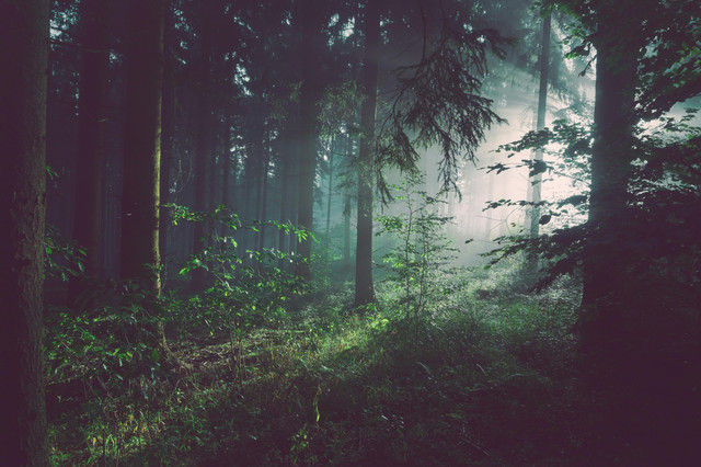 Ilustrasi hutan. Foto: Unsplash