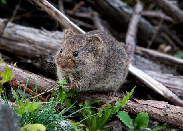 Ilustrasi Cara mengusir tikus di rumah  . Foto: Unsplash/Ryan Stone