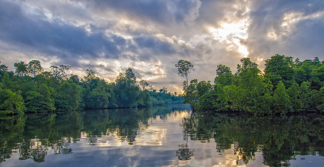 Ilustrasi Hutan Mangrove. Foto: Pixabay