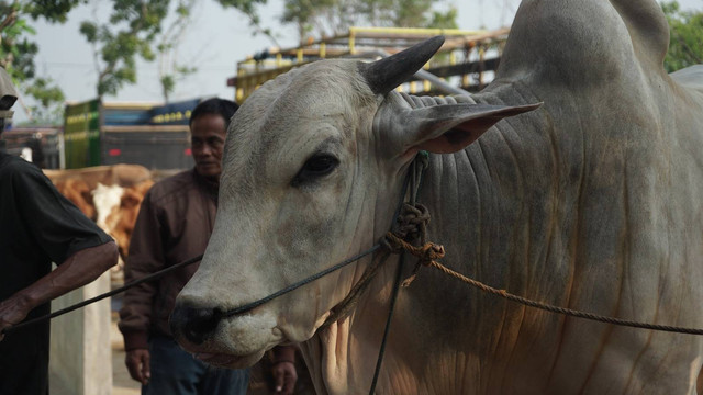 Ilustrasi sapi kurban. Foto: Pandangan Jogja/Arif UT