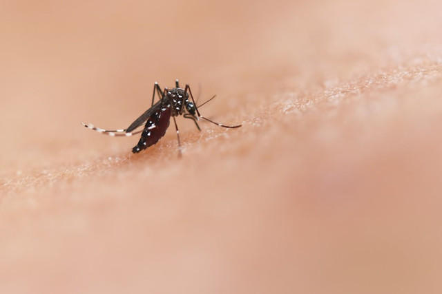 Ilustrasi Cara Mengusir Nyamuk Secara Alami, Foto:Unsplash/National Institute of Allergy and Infectious Diseases