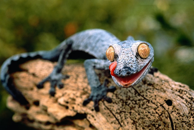 Ilustrasi Cara Mengusir Tokek di Rumah, Foto:Unsplash/Getty Images