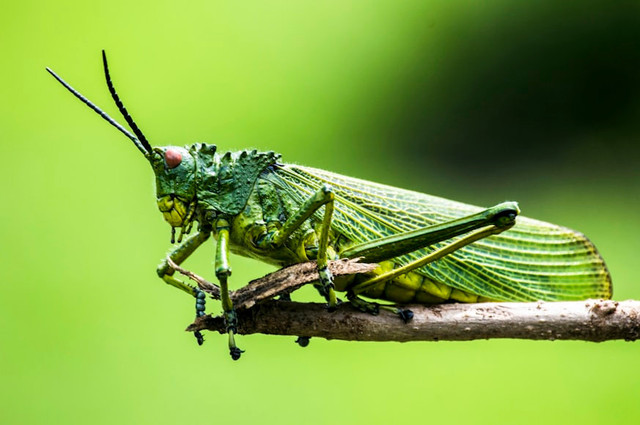Ilustrasi Belalang berkembang biak dengan cara bertelur . Foto: Unsplash/Elegance Nairobi