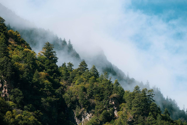 Ilustrasi Hutan Pegunungan. Foto: Pixabay