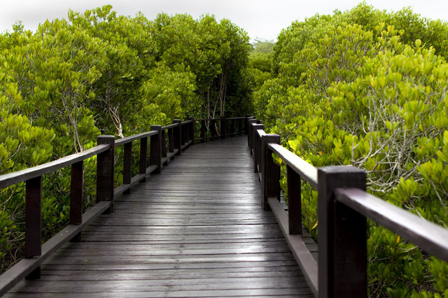 Ilustrasi Mangrove. Foto: Pixabay