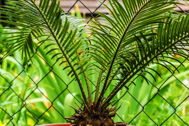 Ilustrasi Spermatophyta. Foto: Pixabay