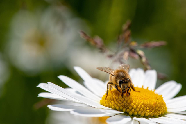 Ilustrasi Spesies. Foto: Pixabay