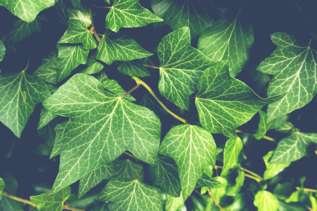 Ilustrasi Tumbuhan. Foto: Pixabay