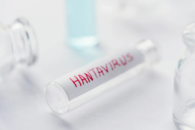 Ilustrasi apakah hantavirus berpotensi menjadi pandemi. Foto: Nisha Dutta/Shutterstock