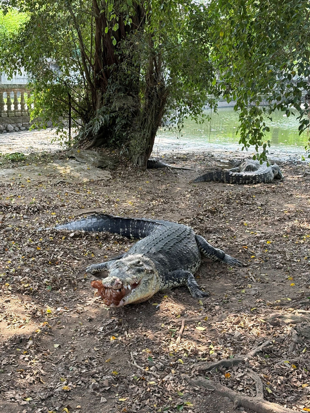 Buaya Sumatera di Taman Buaya Indonesia Jaya yang terletak di Cibarusah, Kabupaten Bekasi, Jawa Barat. Foto: Gitario Vista Inasis/kumparan