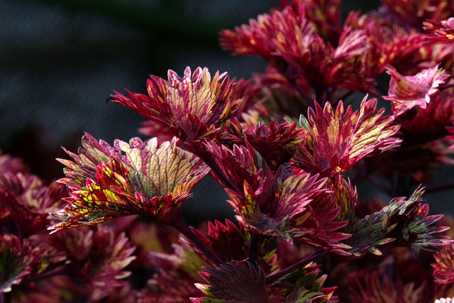 Ilustrasi Flora. Foto: Pixabay