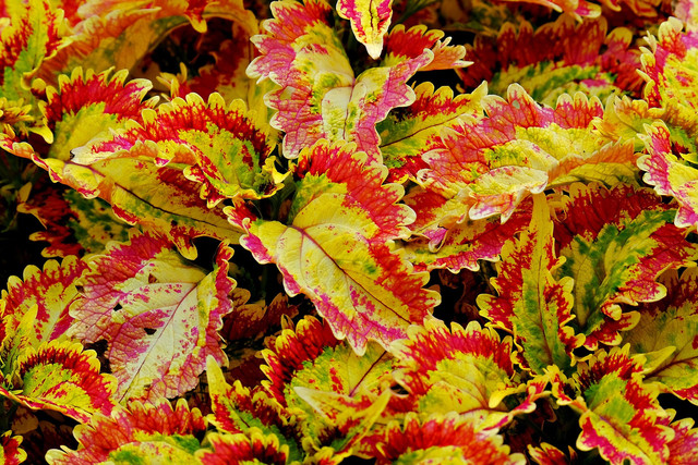 Ilustrasi Flora Malesia. Foto: Pixabay