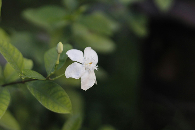 Ilustrasi flora Filipina | Unsplash