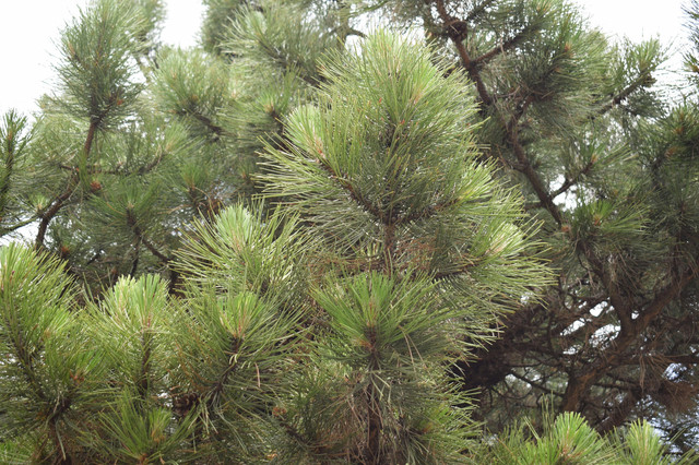 Ilustrasi Pinus. Foto: Unsplash