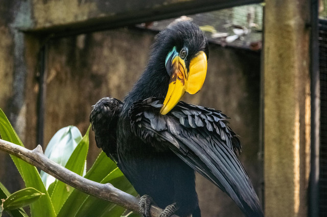 Ilustrasi Aceros Cassidix. Foto: Unsplash