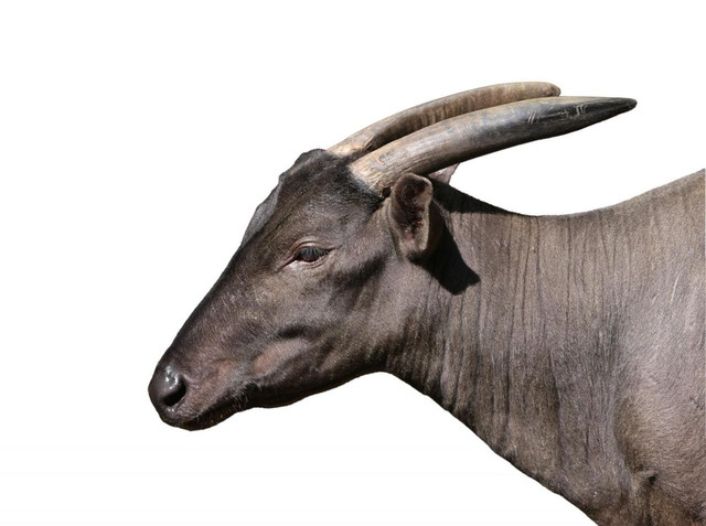 Ilustrasi hewan Anoa. Foto: Pixabay