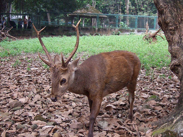 Ilustrasi Rusa Bawean. Sumber: ragunanzoo.jakarta.go.id