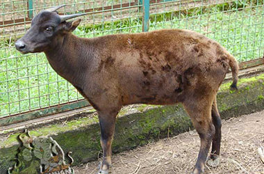 Ilustrasi Anoa Dataran Rendah. Foto: ragunanzoo.jakarta.go.id
