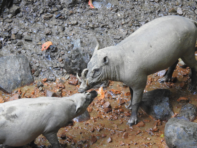 Ilustrasi Babirusa. Foto: boganinaniwartabone.org