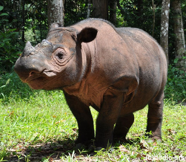 Ilustrasi Badak Sumatra. Foto: Yayasan Badak Indonesia (YABI)