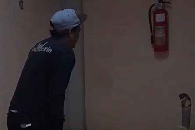Pegiat reptil taklukkan ular King Cobra di Kantor BRIN Tangsel. Foto: Dok. Istimewa
