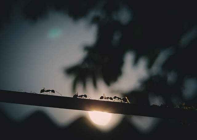 Ilustrasi  Cara membasmi kamitetep, foto: Unsplash/Prabir Kashyap