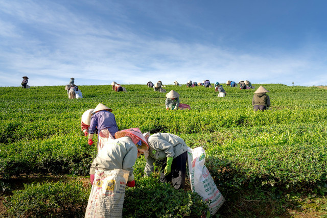 Ilustrasi contoh koperasi petani dan peternak. Foto: Unsplash.