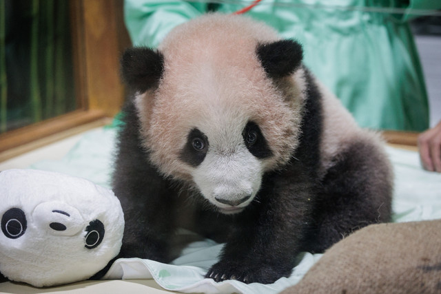 Tim medis hewan melakukan pemeriksaan kesehatan rutin terhadap Satrio Wiratama (Rio), anak panda raksasa jantan pertama yang lahir di Indonesia, di Istana Panda Taman Safari Indonesia, Bogor, Jawa Barat (15/5/2026). Foto: Aditya Aji/AFP