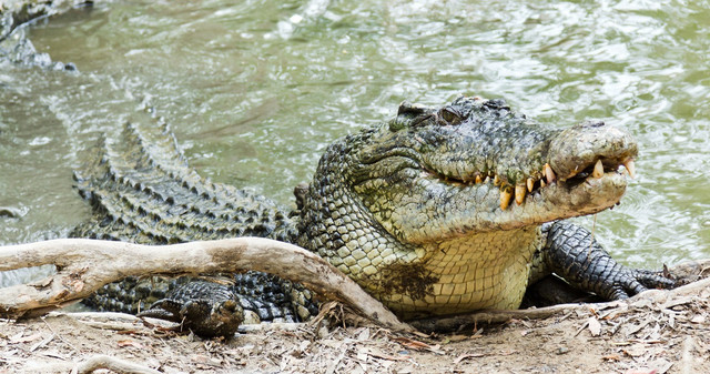 Ilustrasi Buaya Muara. Foto: Restorasi Ekosistem Riau