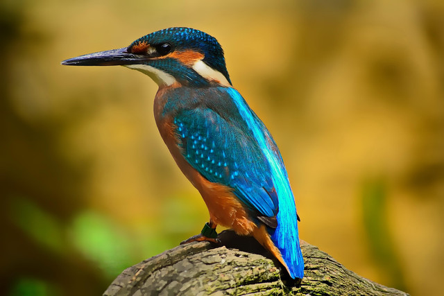 Ilustrasi Burung. Foto: Pixabay