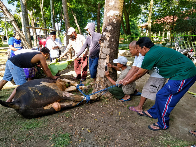 Penyembelihan hewan kurban. Foto: Dokumentasi pribadi