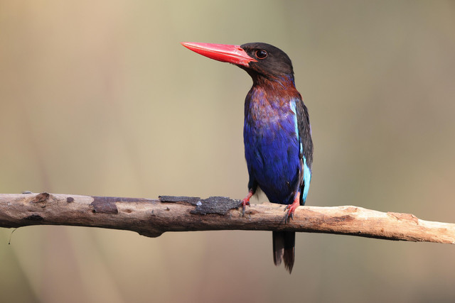 Ilustrasi Burung Indonesia. Foto: Pixabay