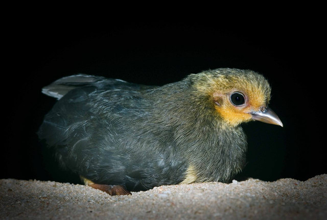 Ilustrasi burung maleo. Foto: tompotika.org