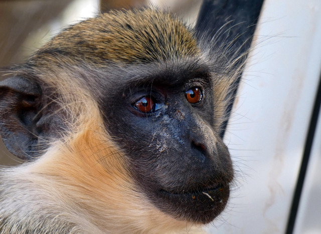 Ilustrasi Cercopithecidae. Foto: Pixabay